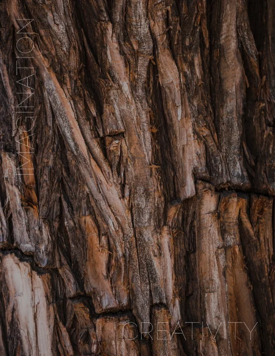 Natural tree bark texture