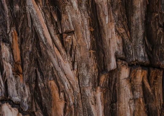Natural tree bark texture